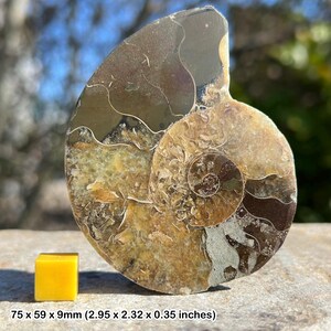 Kreidezeitliches Ammonit-Fossil – polierte Hälfte – Madagaskar – lebendige, gekammerte Muschel – echtes Exemplar mit Zertifikat