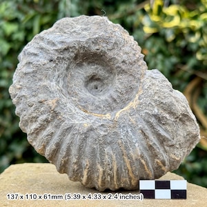 Ammonite fossile de Cheloniceras debile - Aptien, Crétacé, Haut Atlas, Maroc | Spécimen 100 % authentique + carte