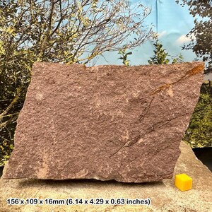 Raro fossile eocrinoide del periodo ordoviciano in Marocco: squisito oggetto da collezione per gli appassionati di fossili!