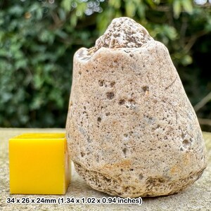 Unique cretaceous fossil sponge from beddington, uk - certified authentic with coa