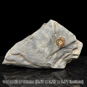 May include: A grey, irregularly shaped rock specimen featuring a small, circular, brown fossilized shell embedded on its surface. The rock measures 5.67 x 3.27 x 0.71 inches, as indicated by the text printed at the bottom of the image.