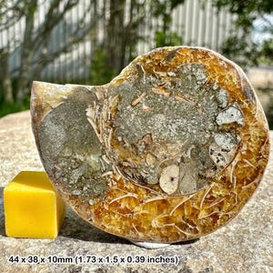 Ammonit Fossil, prähistorisches Geschenk Sammlerstück, authentisch, zertifiziert