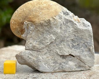 希少なオウムガイの化石 – セノマニアン、白亜紀、イギリス | 本物の