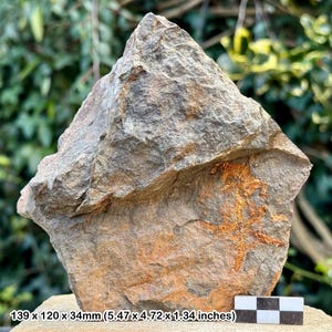Estrellas frágiles fósiles (ophiura) - valle del Draa, Ordovícico, Marruecos - ejemplar auténtico con coa