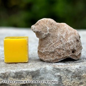 Caninia coral fossil - carboniferous rugose coral - lancashire uk - genuine prehistoric marine fossil with certificate