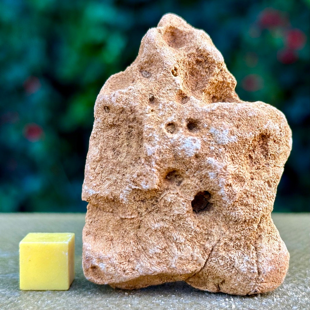 Jurassic Coral Fossil From Wiltshire UK Genuine Fossils for Etsy