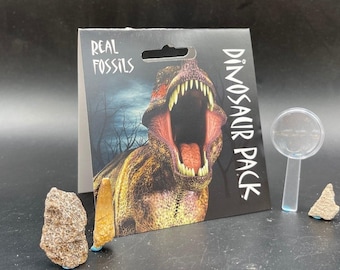 Genuine dinosaur fossil pack with tooth, bone, and eggshell - perfect gift for kids and collectors