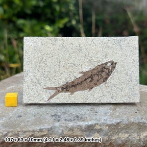 Knightia alta fossil fish in matrix – genuine eocene usa specimen – prehistoric vertebrate – with certificate of authenticity