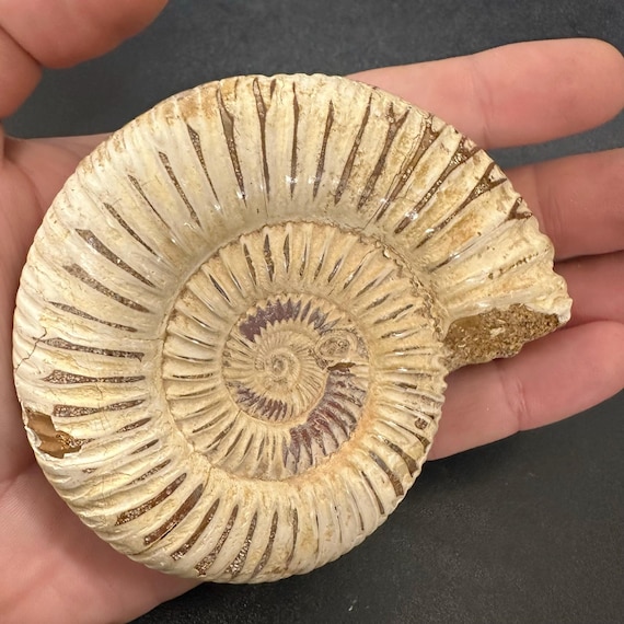 美しい化石アンモナイト、マダガスカルジュラ紀、本物、認定済み