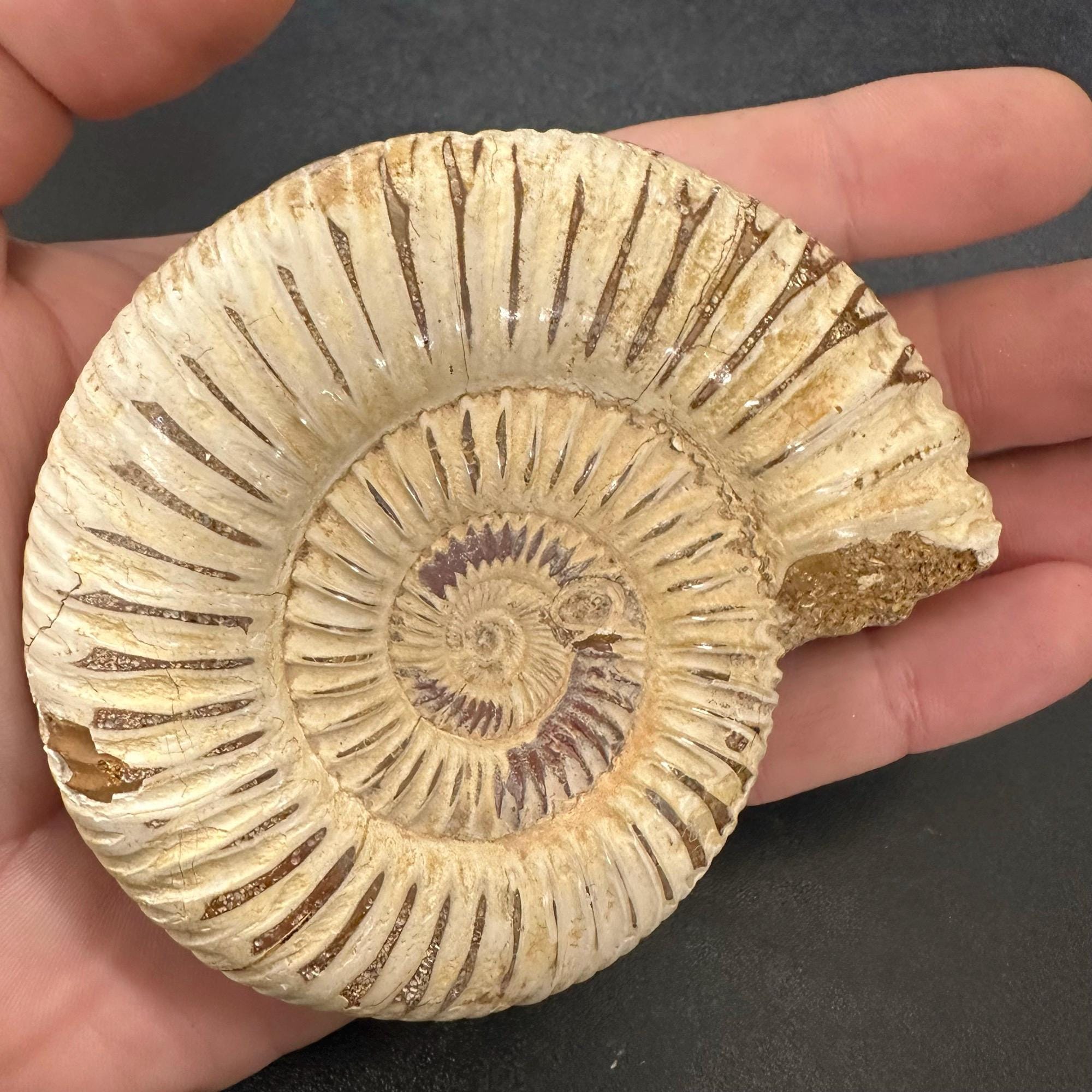 ジュラ紀 アンモナイト マダガスカル産 ジュラ紀後期の示準化石、マダガスカル産のアンモナイト、ペリス