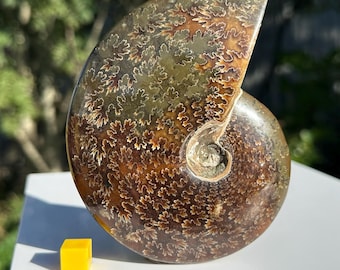 Large polished ammonite fossil - beautiful display specimen