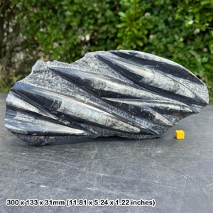 Fossil orthoceras slab in black marble slab worldwide fossils genuine