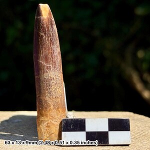 Rebbachisaurus dinosaur tooth fossil – cretaceous kem kem beds morocco, genuine specimen