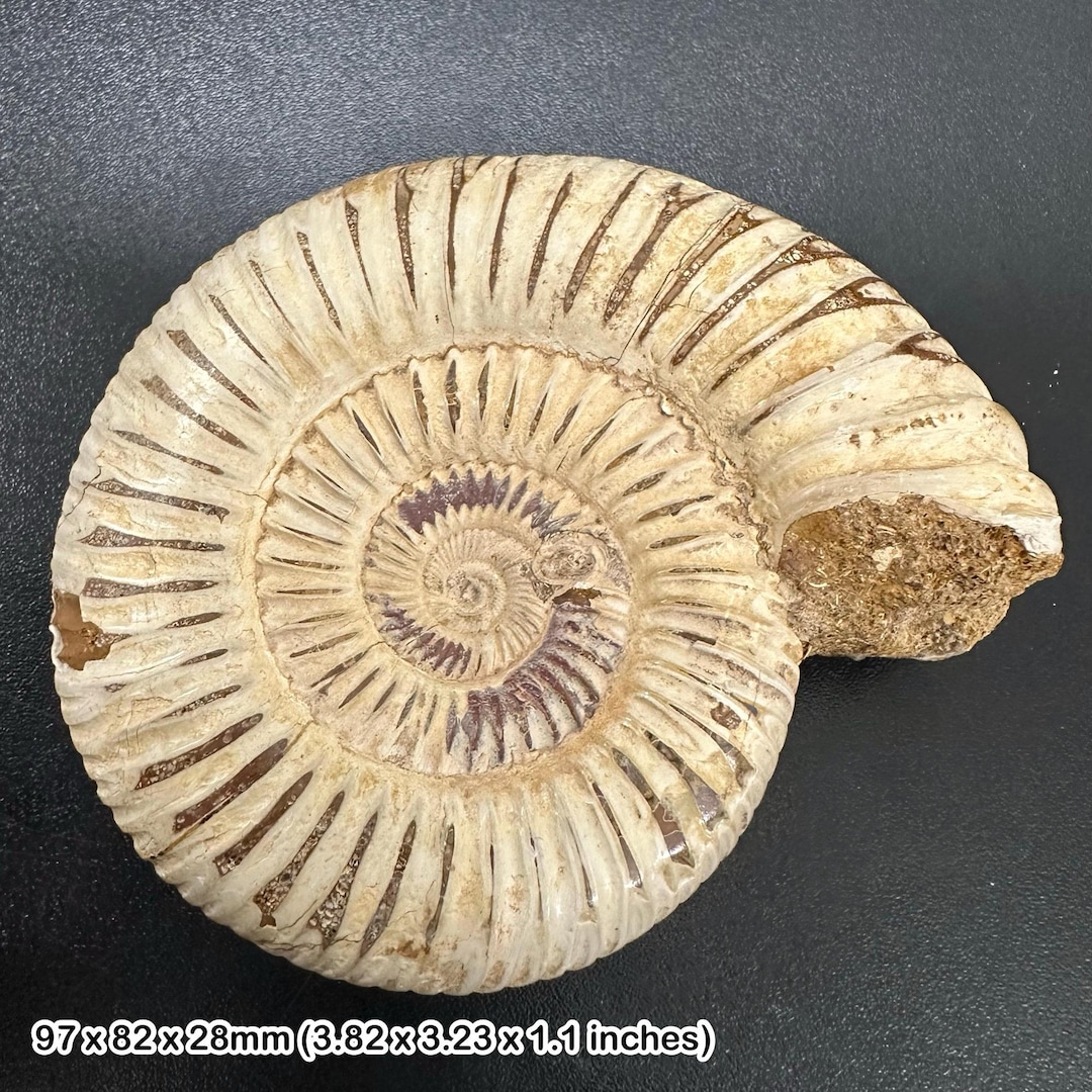 美しい化石アンモナイト、マダガスカルジュラ紀、本物、認定済み