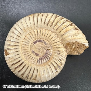 巨大アンモナイトの化石、アカントセラス、台座に載せられた - 本物の
