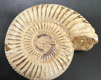 希少な異形アンモナイトの化石 – Jeletzkytes nebrascensis