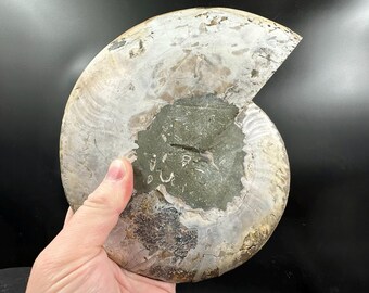 巨大な磨かれたアンモナイトの化石、マダガスカル、白亜紀 - Etsy 日本