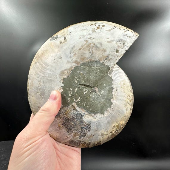 巨大な磨かれたアンモナイトの化石、マダガスカル、白亜紀 - Etsy 日本