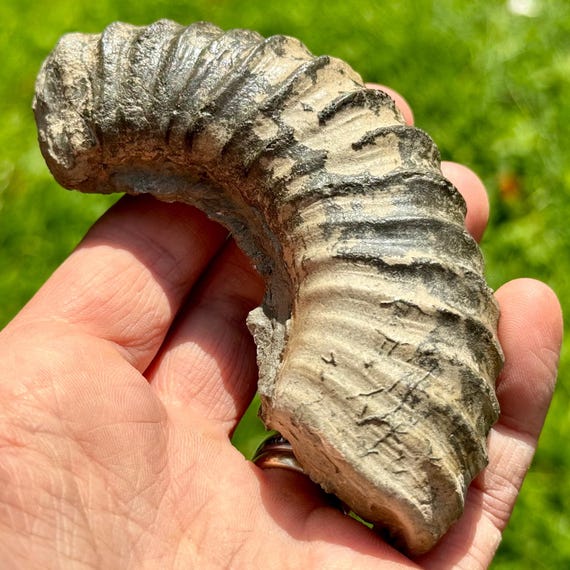 Partial Androgynoceras Ammonite Fossil Jurassic Coast, Lyme