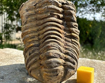 Diacalymene trilobite fossil - ordovician period, morocco