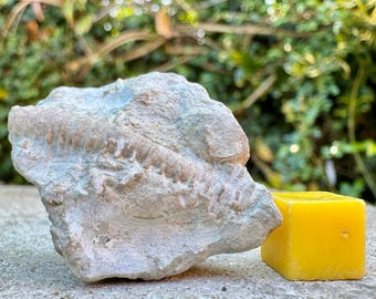 Tentaculites ornatus Fossil: Silurian Wenlock Limestone, Wrens Nest UK (COA Included)