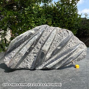 Fossil orthoceras slab in black marble slab worldwide fossils genuine