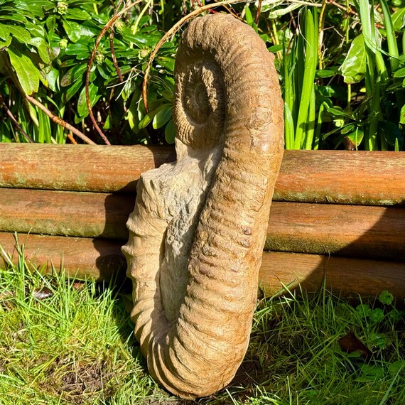 希少：16インチのアンシクロセラス・マセロニアヌム異形アンモナイト