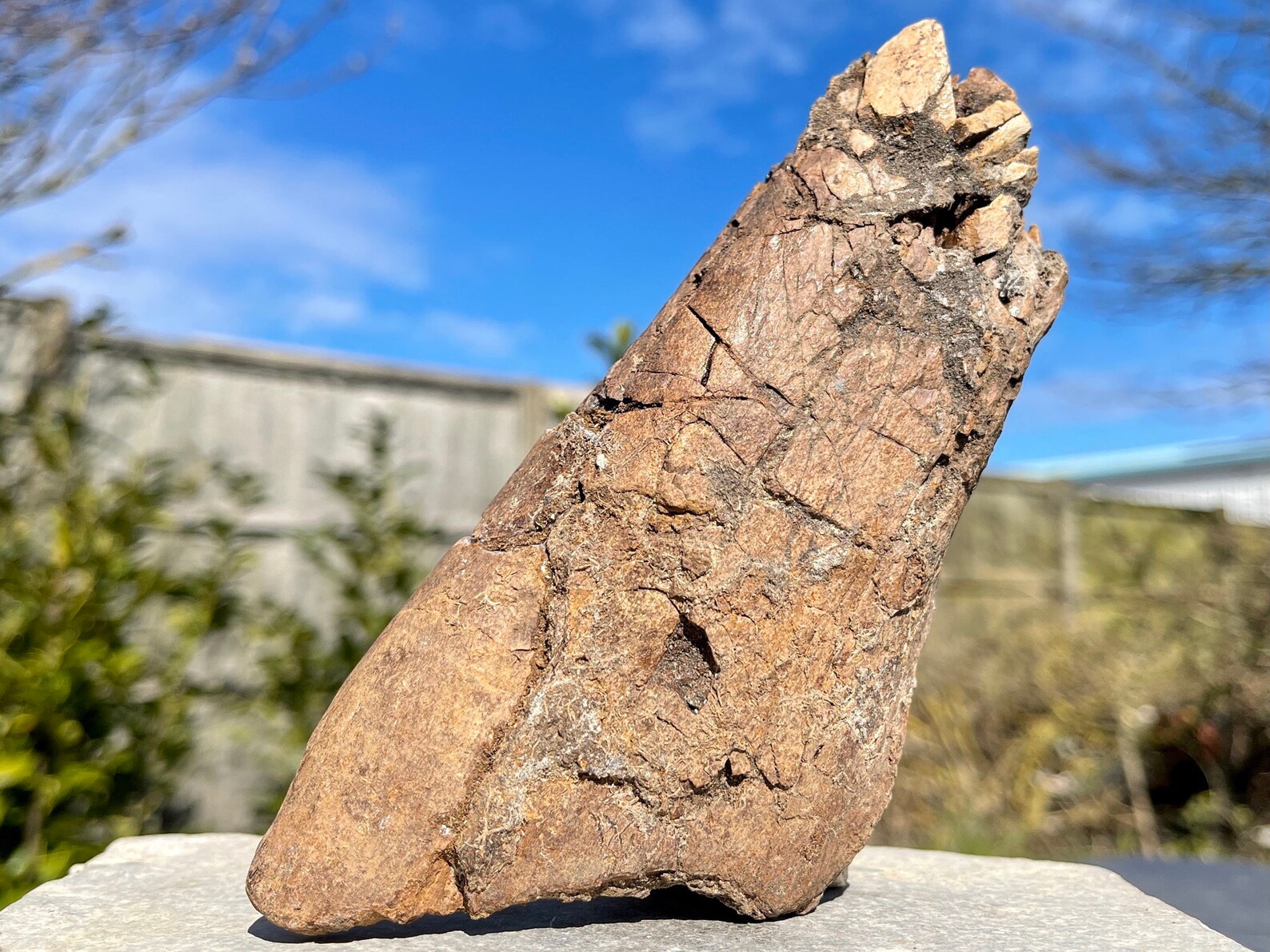 oviraptor fossil