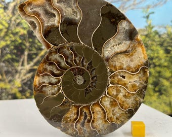 白亜紀のアンモナイト化石ペア – マダガスカル産の研磨済み半体 – 証明