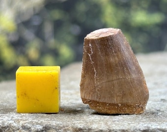 Mosasaur tooth fossil – genuine cretaceous marine reptile – morocco – real fossil with certificate of authenticity