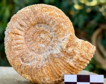 博物館品質の哺乳類ミアキス化石レプリカ。動物化石、化石、痕跡、絶滅