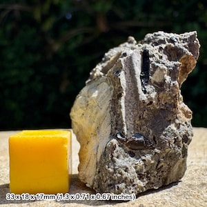 Fossil fish bones in coprolite bed matrix – westbury formation, upper triassic, aust cliff uk – genuine uk fossil with coa