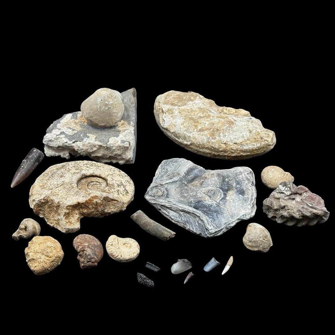 1kg Bulk British Fossil Mix 19 X Fossils Budget Mix (including