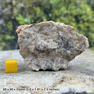 Fósil de coprolito de dinosaurio pulido (excremento fosilizado jurásico), Formación Morrison, Colorado, EE. UU., 100 % auténtico con certificado.