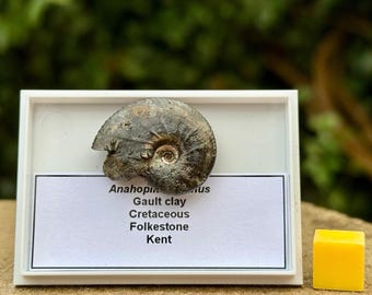 モロッコ産ウミユリの基質塊 – 棘皮動物の化石 | 約4億年前、デボン紀