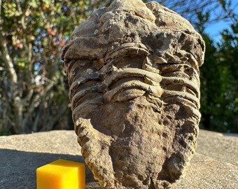 巨大！5億3000万年前のアンダルシアナ三葉虫化石！モロッコ・アニフ産