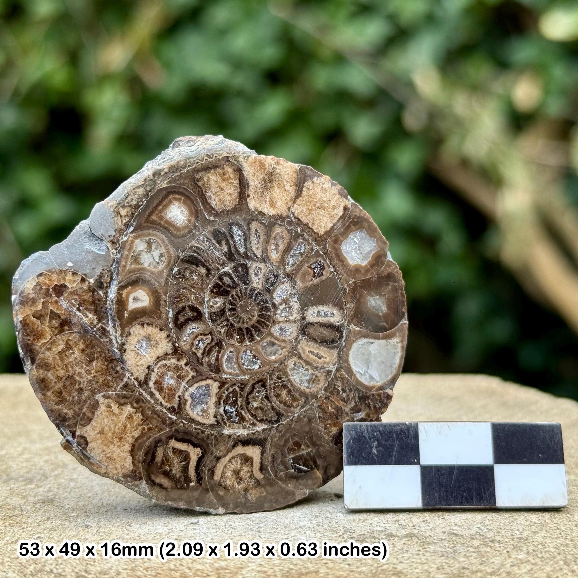 Ammonite nodule - Etsy 日本