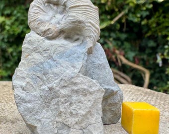 Rare holcodiscus fallax ammonite fossil from barremian cretaceous lure mountains france authentic specimen