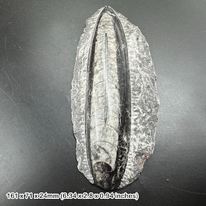 研磨されたアンモナイトの化石、本物のコレクター向け、認定済み