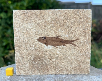 Knightia alta fossil fish in matrix – genuine eocene fish fossil from usa – with certificate of authenticity
