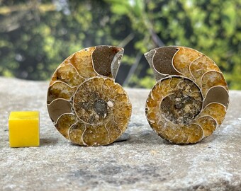 Fossilised cut and polished sea creature ammonite pair molluscs genuine