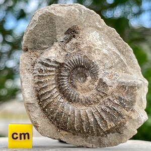 Orthoceras Squid Fossil Medium 450 Million Years Old #13409 6o