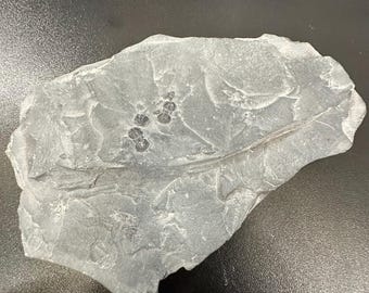 Double peronopsis instricta trilobite fossil from wheeler shale utah usa with coa