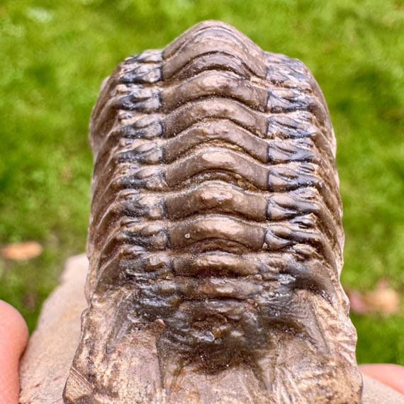 Crotalocephalina gibba 三葉虫の化石 | デボン紀モロッコ | 本物の