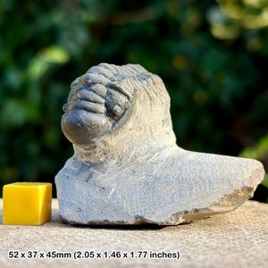 Fósil de trilobite Crotalocephalina gibba / Marruecos devónico / espécimen genuino + coa