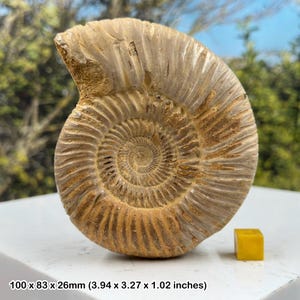 ジュラ紀 アンモナイト マダガスカル産 美しい化石アンモナイト、マダガスカルジュラ紀、本物、認定済み