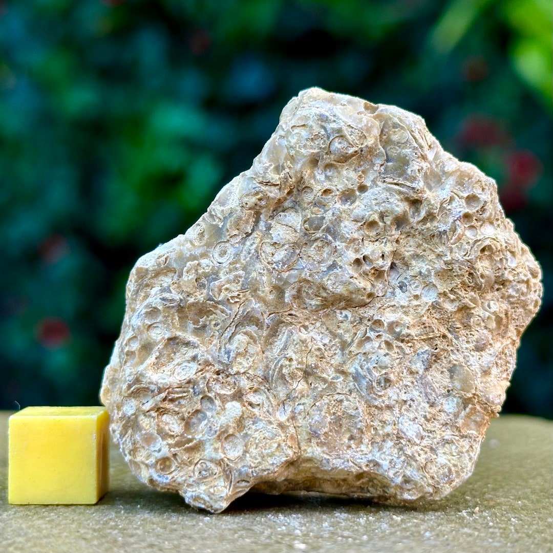 Jurassic Coral Fossil From Wiltshire UK Genuine Fossils for Etsy