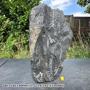 Fossil fern (pecopteris and neuropteris), world famous fossil leaf from pennsylvania, usa, carboniferous