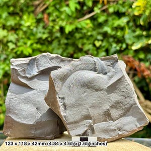 Macroneuropteris scheuchzeri fossil leaf positive & negative | carboniferous fern plant | coal measures | uk