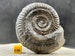 Fossilized Ammonite Dactylioceras commune - 100% Genuine Specimen - UK Jurassic FST089 *CERTIFICATED*